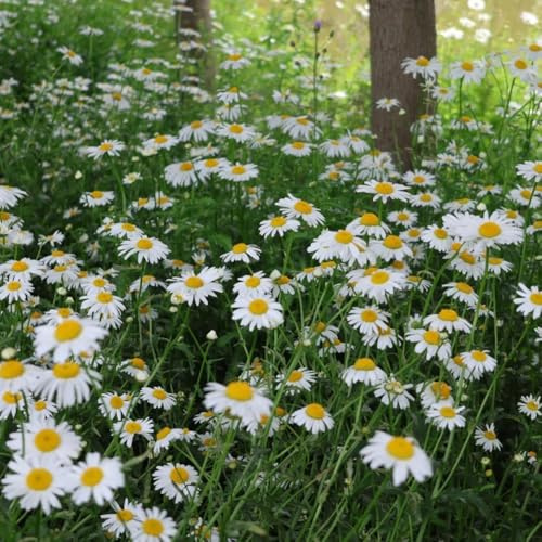 Semi di margherita - semi di d'appartamento Bellis perenne - semi di campo le da giardino 1500pcs