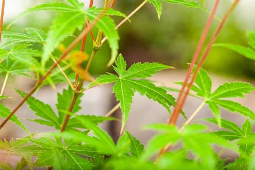 Acer palmatum 'Phoenix' Japanischer Ahorn - Zierpflanze C7,5 Topf, 60-100cm, Roter Laubbaum, Winterhart