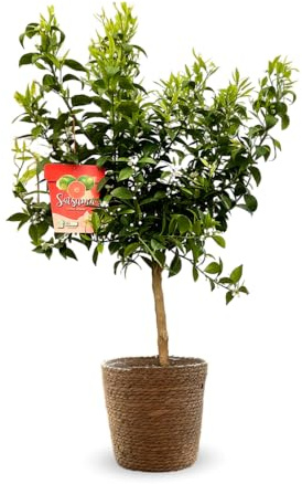Attitude Jardin - Mandarinier Satsuma avec panier en jonc de mer - citrus unshiu - agrume méditerranéen - arbre fruitier - 75-85 cm - ⌀ 25 cm - résiste au gel