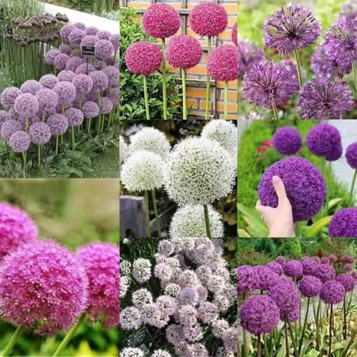Roadoor 1000 Pezzi Riesige Allium Bulbs Samen für Herbst Pflanzung Globemaster Allium giganteum Blumensamen für Garten Stile Misto