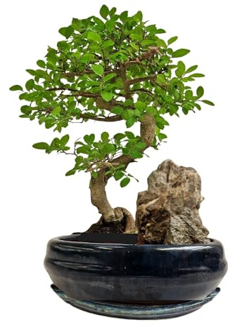 Genki-Bonsai Chinesische Ulme Bonsai – ca. 9 Jahre alt, 35–40 cm – Bonsaiarrangement an Felsen in Keramikschale mit Untersetzer, pflegeleichter Indoor-Bonsai
