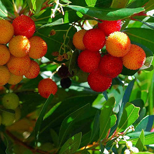 Arbutus unedo | Strawberry Tree | Ornamental Garden Tree | 5-6ft