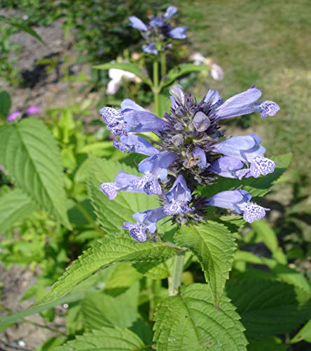 1000 Semillas de Hierbas para Gatos, menta gatuna (Nepeta Cataria)