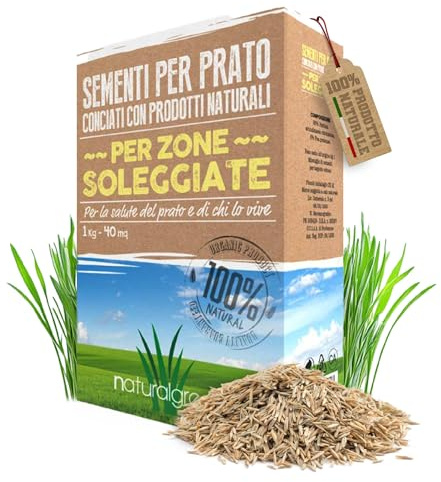 B4GREEN Semi Prato Resistenti (40m²) – Festuca Arundinacea per Zone Soleggiate – Prato Resistente a Sole e Siccità, Fitto e Verde Scuro – Crescita Affidabile e Duratura – Copertura Fino a 40m² 1kg
