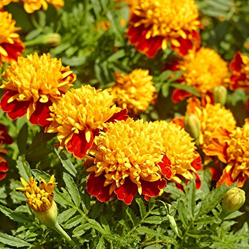 Marigold Orange fiamma semi - Tagetes patula nana
