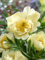 Paeonia mlokosewitschii ca. 11x11 cm Topf - Kaukasus-Pfingstrose, hellgelbe Blüten, Blütezeit Mai-Juni, ideal für Rabatten, bienenfreundlich, pflegeleicht