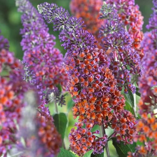 Pianta vera di Buddleja x weyeriana Flower Power - Diametro Vaso Ø 18 cm