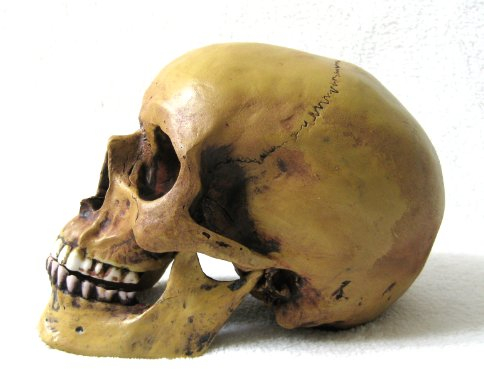 Joh.Vogler GmbH Anatomie Schädel mit Unterkiefer Anatomieschädel Totenkopf Replik