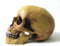 Joh.Vogler GmbH Anatomie Schädel mit Unterkiefer Anatomieschädel Totenkopf Replik