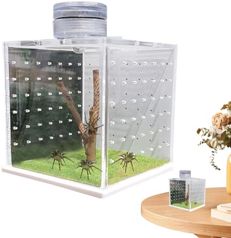 Jaula de, de tarántula Transparente, de cría, hábitat Mantis rezante