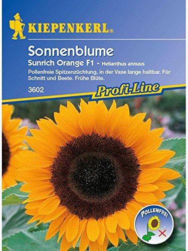 Helianthus annuus Sonnenblume Sunrich Orange pollenlos