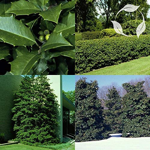 AMERICAN ilex Opaca - 15 semi