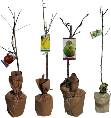 Pack de 4 plantas arboles frutales injertados de 100-120 cm. Cerezo, Manzano, Melocotonero y Peral. Cosecha y cultiva tus propias frutas cerezo, manzano, melocotonero y pera.