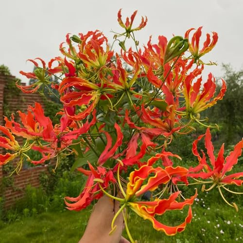 flammenlilien, winterhart mehrjährig steingarten garden 5zwiebeln