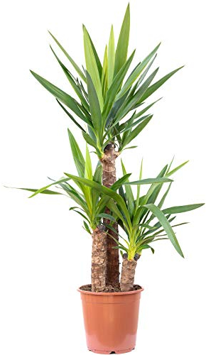 Palmlilie 3-stämmig - pflegeleichte Zimmerpflanze, Yucca Elephantipes Palme 60/30/20 - Höhe ca. 95 cm, Topf-Ø 21 cm