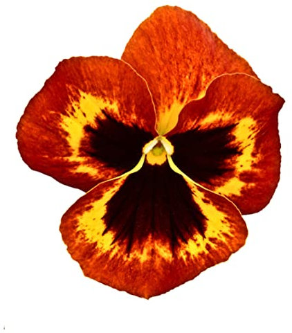 Pansy Plants, 'Fire Surprise', 6 x Full Plant Pack, Winter Bedding Plants, Winter Pansies, Garden Flowers, Flowering, Garden Ready and Ready to Plant, Premium Quality Flowers