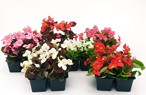 POWERS TO FLOWERS - BEGONIA SEMPERFLORENS, BEGONIETTA DA ESTERNO, SET 6 VARIETA A FOGLIA SCURA E CHIARA, 24 PIANTE, piante vere