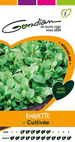 Gondian 154175 Semences-Roquette Cultivee-CP 1, Vert, 1x8.1x16 cm
