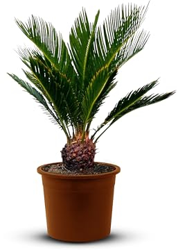Cycas revoluta - 40/50 cm - Sagopalme - altezza tronco ca. 10 cm - farina di palma giapponese
