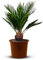 Tropictrees – Cycas Revoluta - Immergrüne Pflanze - Palmfarn – Sagopalmfarn – Zimmerpflanzen -Japanischer Palmfarn - 60cm Höhe - Stammhöhe 0/5cm