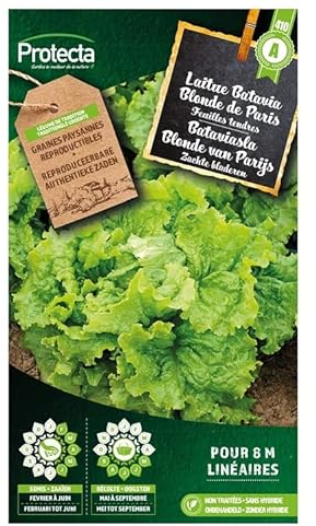 Laitue Batavia Blonde de Paris- Protecta Graines paysanne
