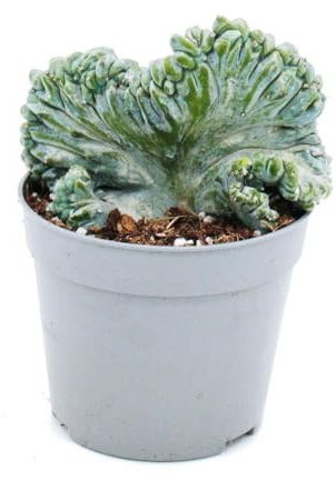 Heidelbeer-Kaktus Kammform Myrtillocactus geometrizans cristata außergewöhnlicher Kaktus 6,5cm Topf