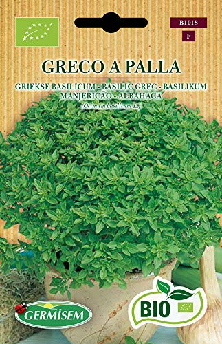 Germisem Basilikum GRECO A PALLA, ECBIO1018