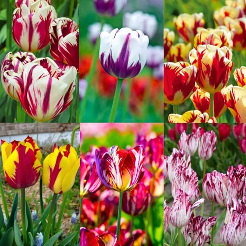20 Tulip Bulbs for Fall Planting, Top Size Tulips Bulbs Perennial Flowers, Vibrant Spring Blooms, Easy Fall Planting (Mix Rare Tulip)