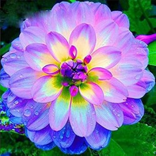 Dahlia for Planting Now UK Ornamental Display Perennial Good for Containers Natural Organic Plant Bulbs Greening Flower Easy Plant-2bulbs-H