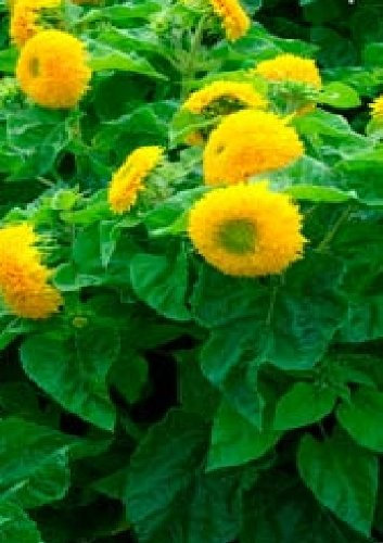 Just Seed - Flower - Sunflower Dwarf - Teddy Bear - 120 Seed