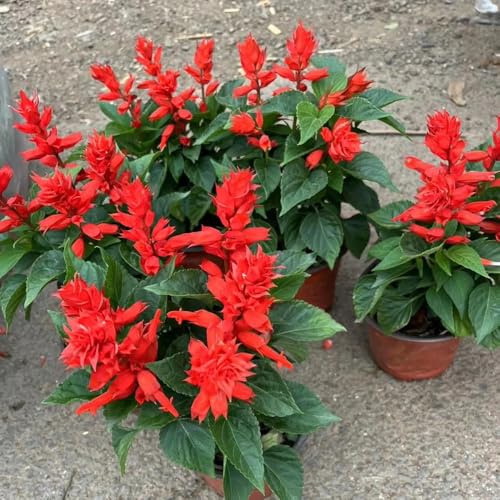 Semillas de salvia de fuego, de balcón perennes Salvia esplendorosa, perennes para lugares soleados de balcón semillas ecológicas decoración 150pcs