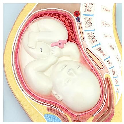 KJMWXOP Materiali didattici, Modello di Organo, Gravidanza Umana, processo embrionale, Uovo fecondato, Tessuto uterino, Rotazione Staccabile per ausilio didattico