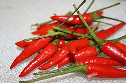 GRAINES DE PIMENT BIRDS EYE - GRAINES DE BIRDS EYE CULTIVÉES EN ESPAGNE