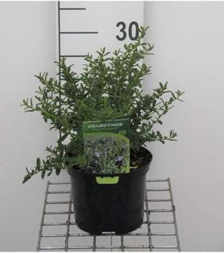Ceanothus hybr. 'Blue Diamond'® - Céanothe, Lilas De Californie 'Blue Diamond' 30-40 cm en pot