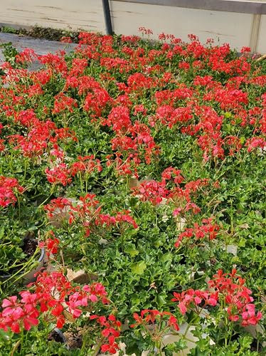 POWERS TO FLOWERS - GERANIO PARIGINO ROSSO MINI BALCON, PELARGONIUM, 2 PIANTE VASO 14, piante vere