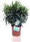Nerium Oleander (Adelfa) Blanco