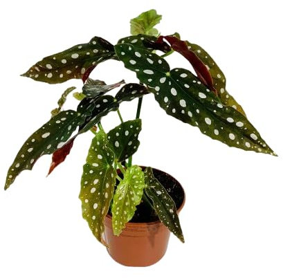Begonia MaculataPlanta Natural Fácil de Mantener Perfecta para el Hogar