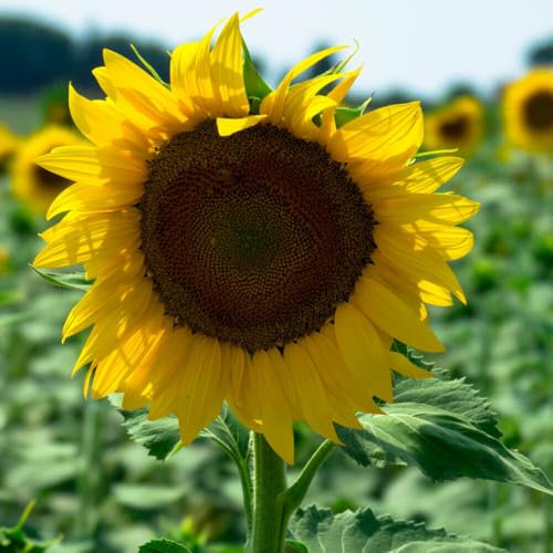 Buy4seeds 150 Seeds Giant Sunflower Seeds Tall Yellow Single Flower Helianthus annuus Easy to Growing (150 Seeds)