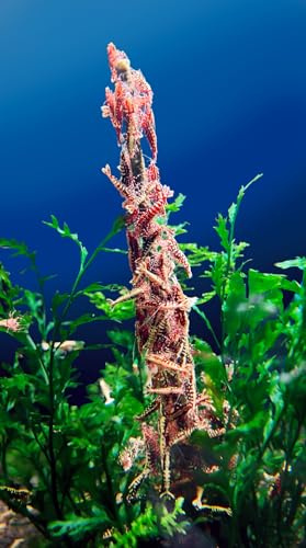 San Francisco Bay Brand Shrimp Food, Aquarium Shrimps Feeding Stick Candy Sticks Lollies Aquatic Nutrition Color Enhancing