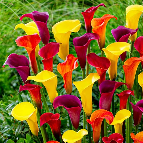 Calla Lilien Zwiebeln Winterhart Mehrjährig - Zantedeschia Sunny Kollektion - 10 große Blumenzwiebeln, 5 Sorten Mix - Echte Pflanzen aus Holland - für Garten und Topf (kein Samen, nicht künstlich)