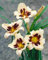 Hemerocallis x cult. 'Moonlit Masquerade' ca. 11x11 cm Topf - Taglilie, cremeweiße Blüten mit purpurrotem Auge, Blütezeit Juni-August, ideal für Rabatten, pflegeleicht