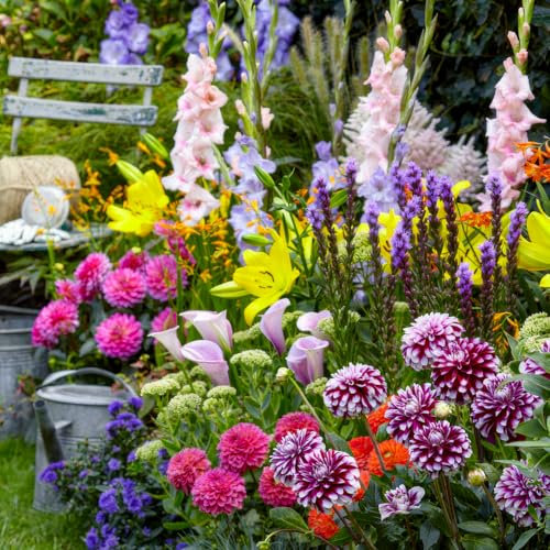 All Summer Bulbes Budget Collection (50 bulbes) mélange de bulbes vivaces - grandes plantes rustiques de Hollande - Pour jardin, pots et balcons (pas de graines, non artificiel)