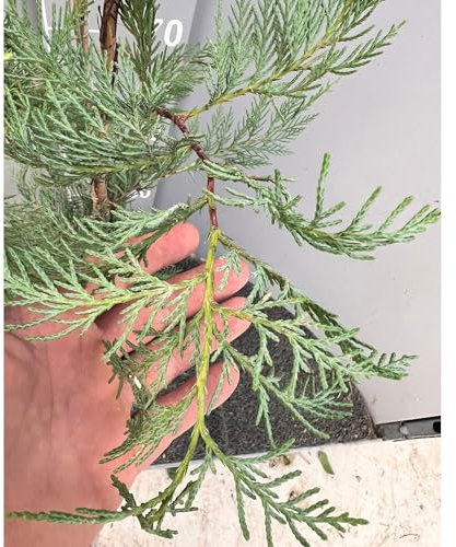 SAVINI VIVAI Plante de Haie Cyprès Leylandii Plantes de Haie Arbre en Pot 18-20 cm Hauteur 70-100 cm Fabriqué en Italie