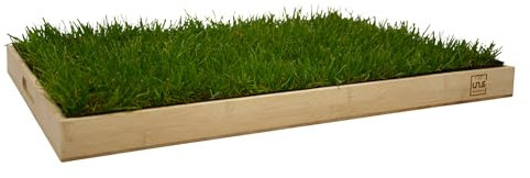 UNUS Katzengras inklusive Holztablett 60x40cm Bambus fertig gewachsen echtes Gras Katzenwiese für drinnen und draußen