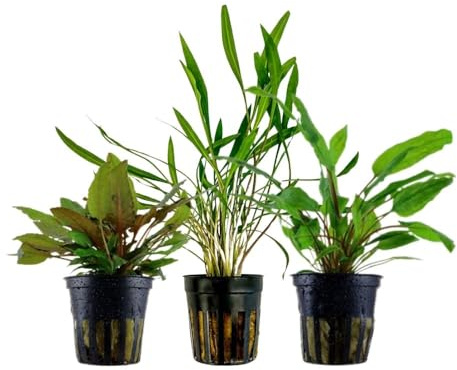 AquaOne Akvarium växter I 3 x Cryptocoryne vattenväxter I Abborre damm akvarieväxter I Cryptocoryne wendtii Green pink Panther I Cryptocoryne bassängset