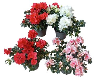 Pack 4 Plantas de Azalea Viva Color y Elegancia para Tu Jardín o Balcón
