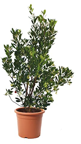 KENTIS - Erdbeerbaum Arbutus Unedo – Winterharte Pflanzen für Garten – Immergrun Echte Pflanze - Hoch 100-125 cm Topf Ø 30 cm