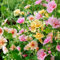 Alcea Rosea Sammlung (10 Pflanzen), Mischung von 10 Alcea-Wurzeln, diverse Farben, winterhart und mehrjährig, Staudenmischung aus Holland (keine Samen, keine Zwiebeln und nicht künstlich)