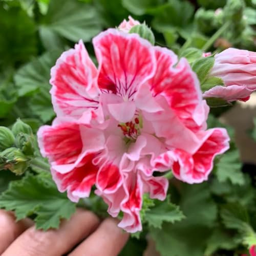 300 pcs geranien samen stehend, 0 gastgeschenk blumensamen, balkon beet blumen für balkon, bio saatgut blumenbeet, steingartenpflanzen winterhart gartenblumen pflanzen, balkon pflanze