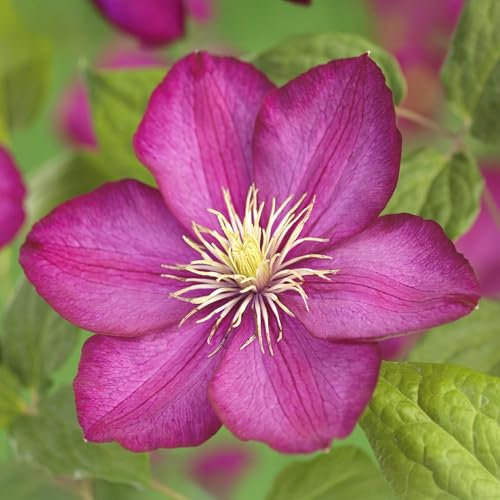 GreenboutiQ - Plante grimpante - Clematis Ville de Lyon - Fleur Rose - Peu d'entretien - 2 plantes - Pot 11cm Hauteur 40cm